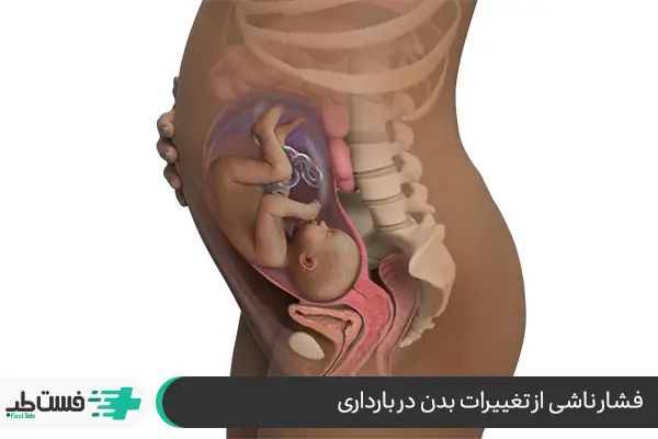 اناتومی بدن زن در زمان باردار و فشار ناشی از آن که به درد وسط کمر پشت معده ختم می شود|فست طب